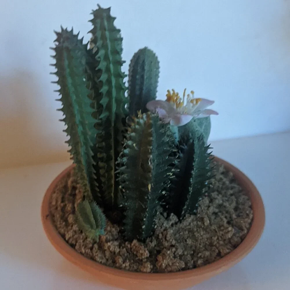 NEW Ashland Faux Multi Cactus Plant Floral Succulent Michael's Desert Summer NWT